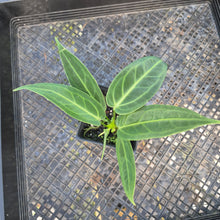 Load image into Gallery viewer, Anthurium Warocqueanum, Queen, Exact Plant Ships Nationwide