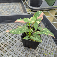 Load image into Gallery viewer, Syngonium Red Spot Tricolor Variegated exact plant, Fedex 2day*