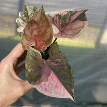 Load image into Gallery viewer, Syngonium Strawberry Ice Variegated exact plant, Fedex 2day*