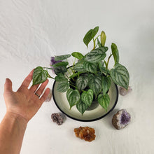 Load image into Gallery viewer, Philodendron Brandtianum, Exact Plant multi pot of 7+ Ships Nationwide