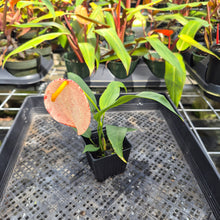 Load image into Gallery viewer, Anthurium Scherzerianum "Pig Tail" Speckled, Exact Plant