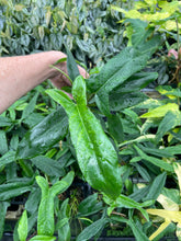 Load image into Gallery viewer, Philodendron 69686 Bette Waterbury 2.5" pot, Fedex 2day*