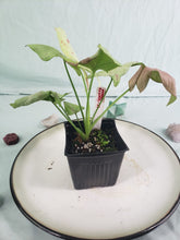 Load image into Gallery viewer, Strawberry Milk Pink Salmon, exact plant, variegated Syngonium, ships nationwide