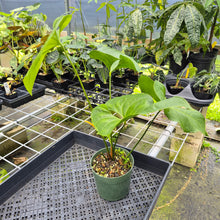 Load image into Gallery viewer, Anthurium Watermaliense exact plant, Fedex 2day*