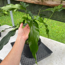 Load image into Gallery viewer, Philodendron Thaumatophyllum Goeldii X Selloum "African Fantasy, Exact Plant