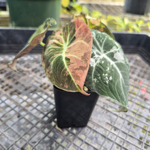 Load image into Gallery viewer, Alocasia Black Velvet Pink Variegata, Exact Plant Ships Nationwide