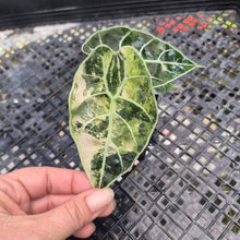 Load image into Gallery viewer, Alocasia Watsoniana Albo Pink variegated, Exact Plant Ships Nationwide