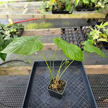 Load image into Gallery viewer, Anthurium Propinquum, Exact Plant Ships Nationwide
