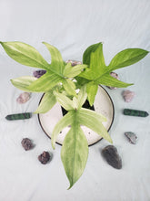 Load image into Gallery viewer, Florida Ghost, Exact Plant, Philodendron