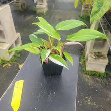 Load image into Gallery viewer, Philodendron White Princess, Exact Plant Variegated Ships Nationwide