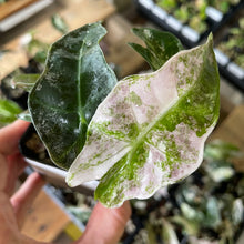 Load image into Gallery viewer, Alocasia Polly Pink variegated 2.5" pot, Fedex 2day*