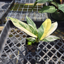 Load image into Gallery viewer, Rhaphidophora Lobbii, Exact Plant Variegated Ships Nationwide