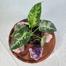 Load image into Gallery viewer, Homalomena Schismatoglottis Neoguineensis 4" pot, Fedex 2day*