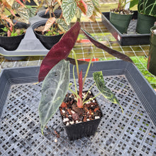 Load image into Gallery viewer, Alocasia Sedenii Aurea Variegated, Exact Plant Ships Nationwide