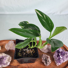 Load image into Gallery viewer, Monstera Standleyana Albo Variegated 4" pot, Fedex 2day*