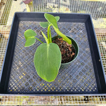 Load image into Gallery viewer, Philodendron Rugosum, Exact Plant