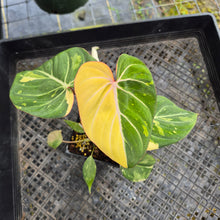 Load image into Gallery viewer, Philodendron Gloriosum variegated, Exact Plant Ships Nationwide