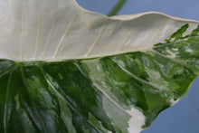 Load image into Gallery viewer, Variegated Alocasia Odora Okinawa Silver Exact Plant