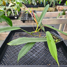 Load image into Gallery viewer, Philodendron Bicolor, Exact Plant Ships Nationwide