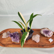 Load image into Gallery viewer, Philodendron Wend Imbe, Exact Plant Variegated