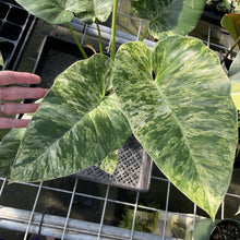 Load image into Gallery viewer, Philodendron Giganteum Blizzard Variegated exact plant, Fedex 2day