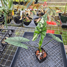 Load image into Gallery viewer, Alocasia Simpo Albo, Exact Plant, Ships Nationwide