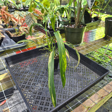 Load image into Gallery viewer, Philodendron Holtonianum Variegated, Exact Plant Ships Nationwide