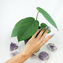 Load image into Gallery viewer, Syngonium Chiapense. Shipped Nationwide