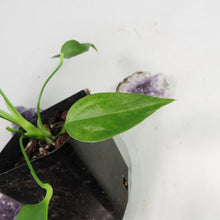 Load image into Gallery viewer, Anthurium Spectabile, small, ships nationwide