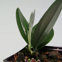 Load image into Gallery viewer, Scindapsus Treubii Dark Form Shipped Nationwide