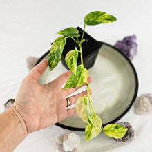 Load image into Gallery viewer, Epipremnum Pinnatum Sunburst, Exact Plant Variegated
