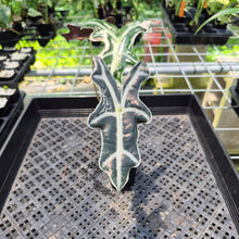 Load image into Gallery viewer, Alocasia Nobilis Pink variegated exact plant, Fedex 2day*
