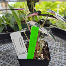 Load image into Gallery viewer, Alocasia 'Bambino Arrow' pink, Exact Plant Ships Nationwide