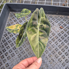 Load image into Gallery viewer, Alocasia Sedenii Aurea Variegated exact plant, Fedex 2day*