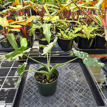 Load image into Gallery viewer, Alocasia Odora, Okinawa Silver, Exact Plant Variegated Ships Nationwide