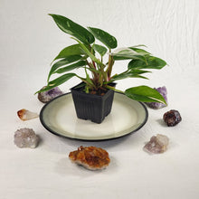 Load image into Gallery viewer, Philodendron White Princess Variegated 4" pot, Fedex 2 day*