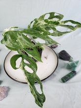 Load image into Gallery viewer, Adansonii Mint Indonesia, exact plant, Monstera, ships nationwide