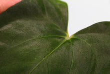 Load image into Gallery viewer, Anthurium Papillilaminum 'Fort Sherman', exact plant, ships nationwide