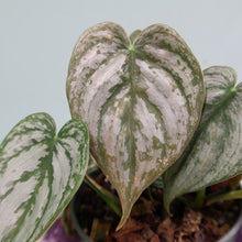 Load image into Gallery viewer, Philodendron Brandtianum 4" pot, Fedex 2day*