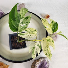Load image into Gallery viewer, Epipremnum Pinnatum Marble Variegated 2.5" pot, Fedex 2day*