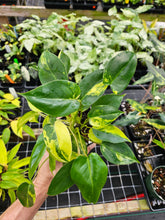 Load image into Gallery viewer, Philodendron Burle Marx Variegated 4" pot, Fedex 2day*