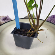 Load image into Gallery viewer, Syngonium Three Kings Magic Marble, Exact Plant Variegated Ships Nationwide