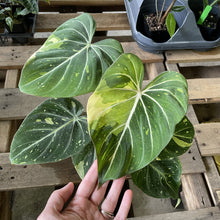 Load image into Gallery viewer, Philodendron Gloriosum variegated type 2, exact plant, Fedex 2day*