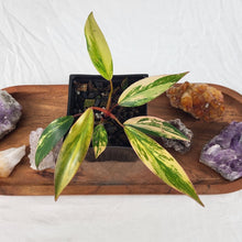 Load image into Gallery viewer, Philodendron Strawberry Shake, Exact Plant Variegated Ships Nationwide