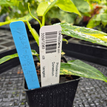 Load image into Gallery viewer, Philodendron Domesticum, Exact Plant Variegated Ships Nationwide