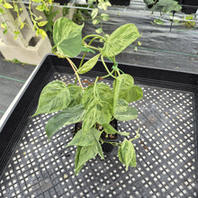 Load image into Gallery viewer, Philodendron Hederaceum, Heart Leaf Variegated exact plant, Fedex 2day*
