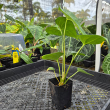 Load image into Gallery viewer, Anthurium Macrolobium, Exact Plant Ships Nationwide