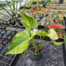 Load image into Gallery viewer, Anthurium Andraeanum White Heart, Exact Plant Variegated Ships Nationwide