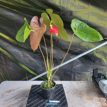 Load image into Gallery viewer, Anthurium Moodeanum x Andraeanum, Exact Plant, Speckled Ships Nationwide