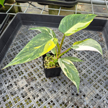 Load image into Gallery viewer, Philodendron White Princess Aurea Variegated exact plant, Fedex 2day*